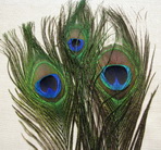 Peacock eyes  3 ��